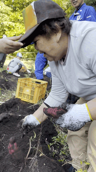 [収獲！] 農福連携３年目！ 今年もまずまずの収穫でした(^^♪：11月７日(金) 1