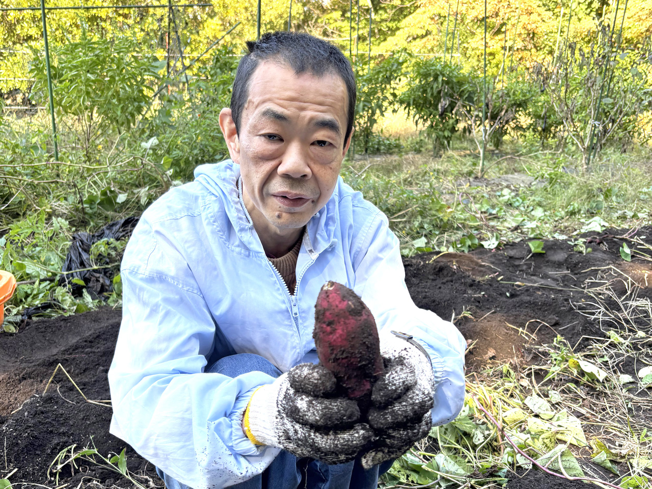 [収獲！] 農福連携３年目！ 今年もまずまずの収穫でした(^^♪：11月７日(金) 6