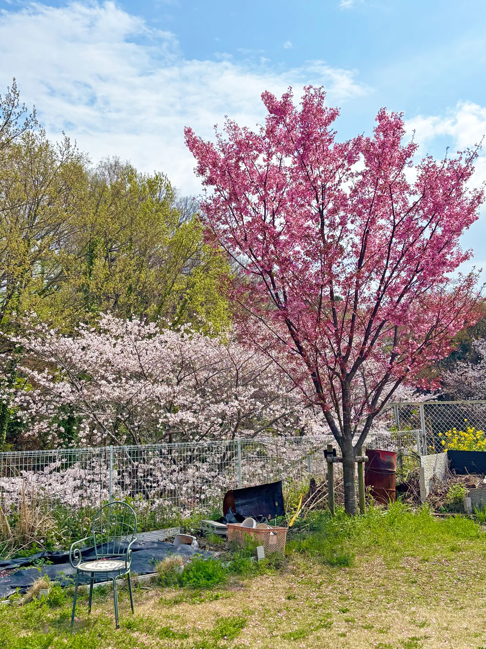 [花見！] GH有志は公園で！一方の学園は「花よりシュークリーム」(笑)！：３月29日(日)、４月１日(水) 1