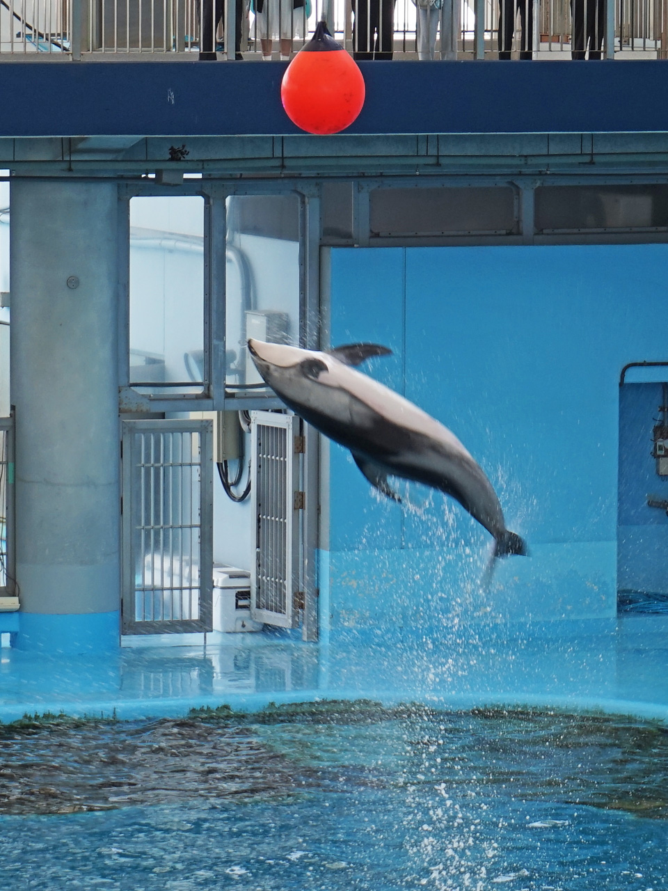 [大迫力！] 海の生き物の迫力を満喫！＠八景島シーパラダイス：６月18日(木) 4